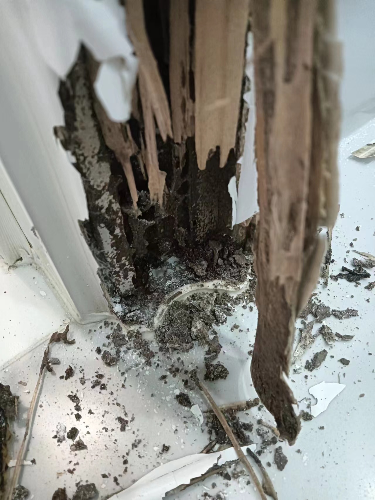 白蟻預(yù)防現(xiàn)場(chǎng) 白蟻預(yù)防現(xiàn)場(chǎng)